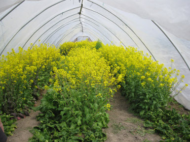 invernadero,nanotecnología, méxico, invernaderos, uv, química aplicada